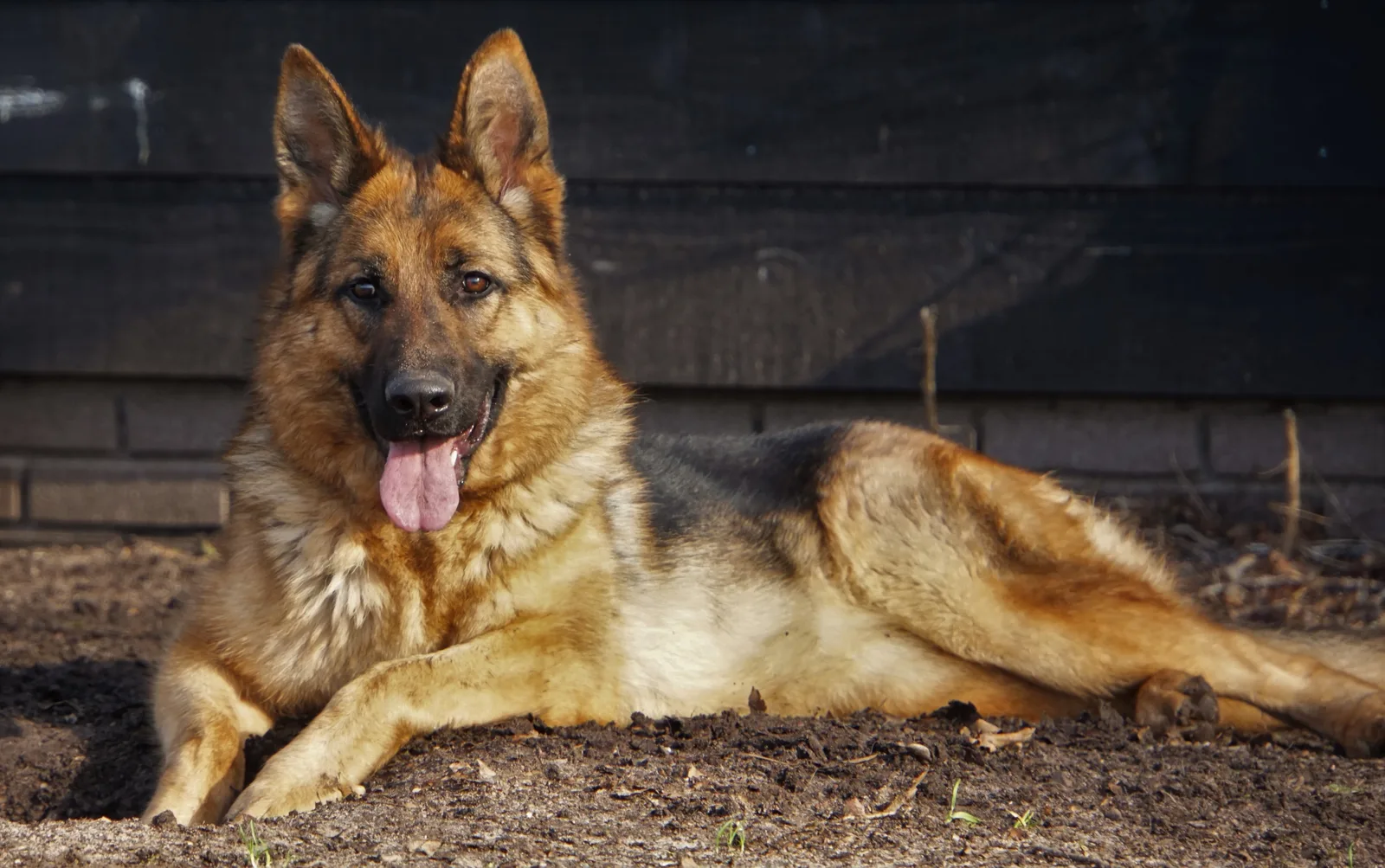 Duitse herder pup